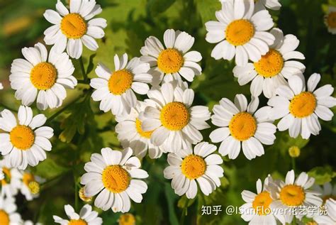 菊科植物有哪些|【花材认识】30种菊科植物介绍~